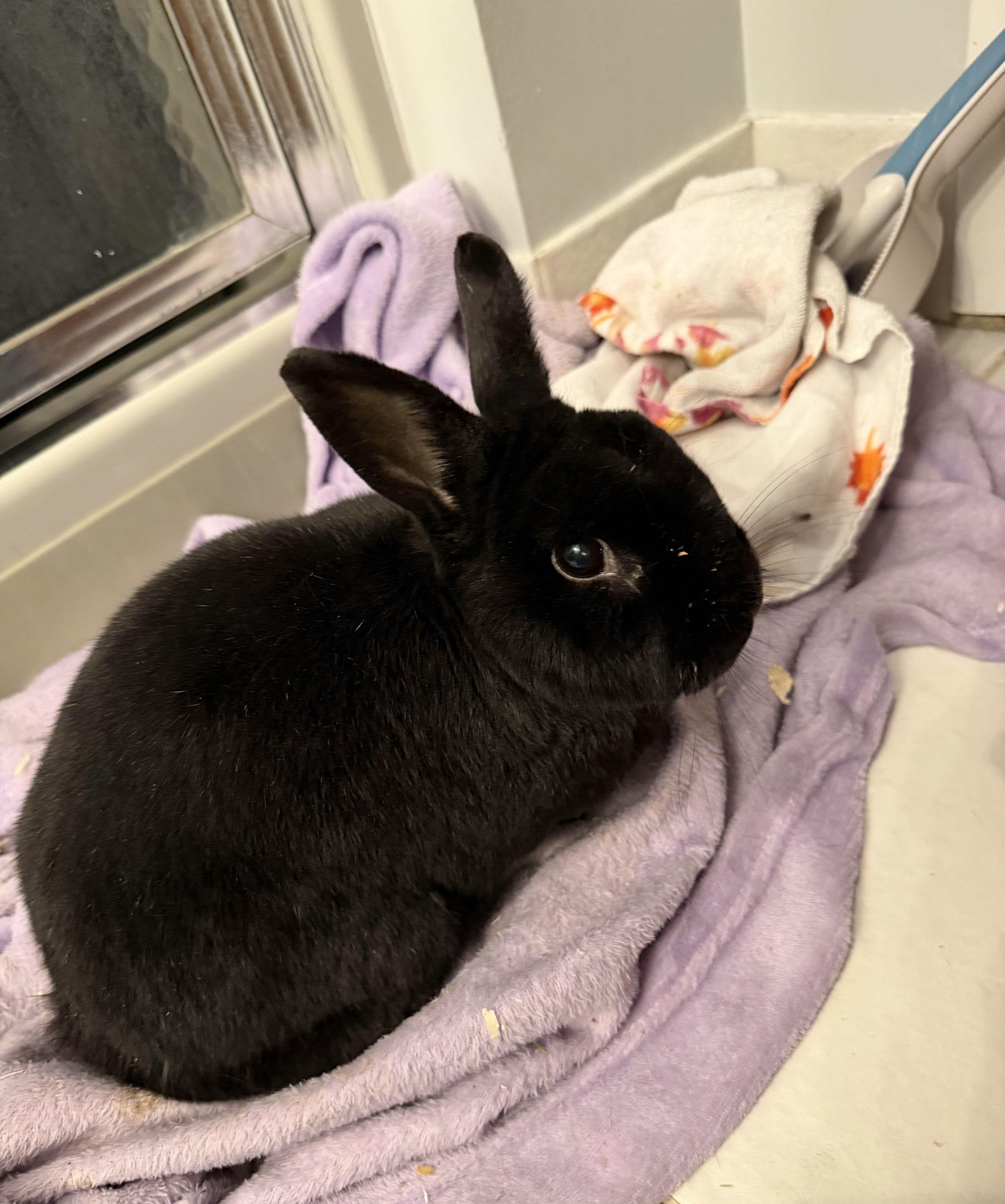 Snap, Adoptable, Senior Female Havana.