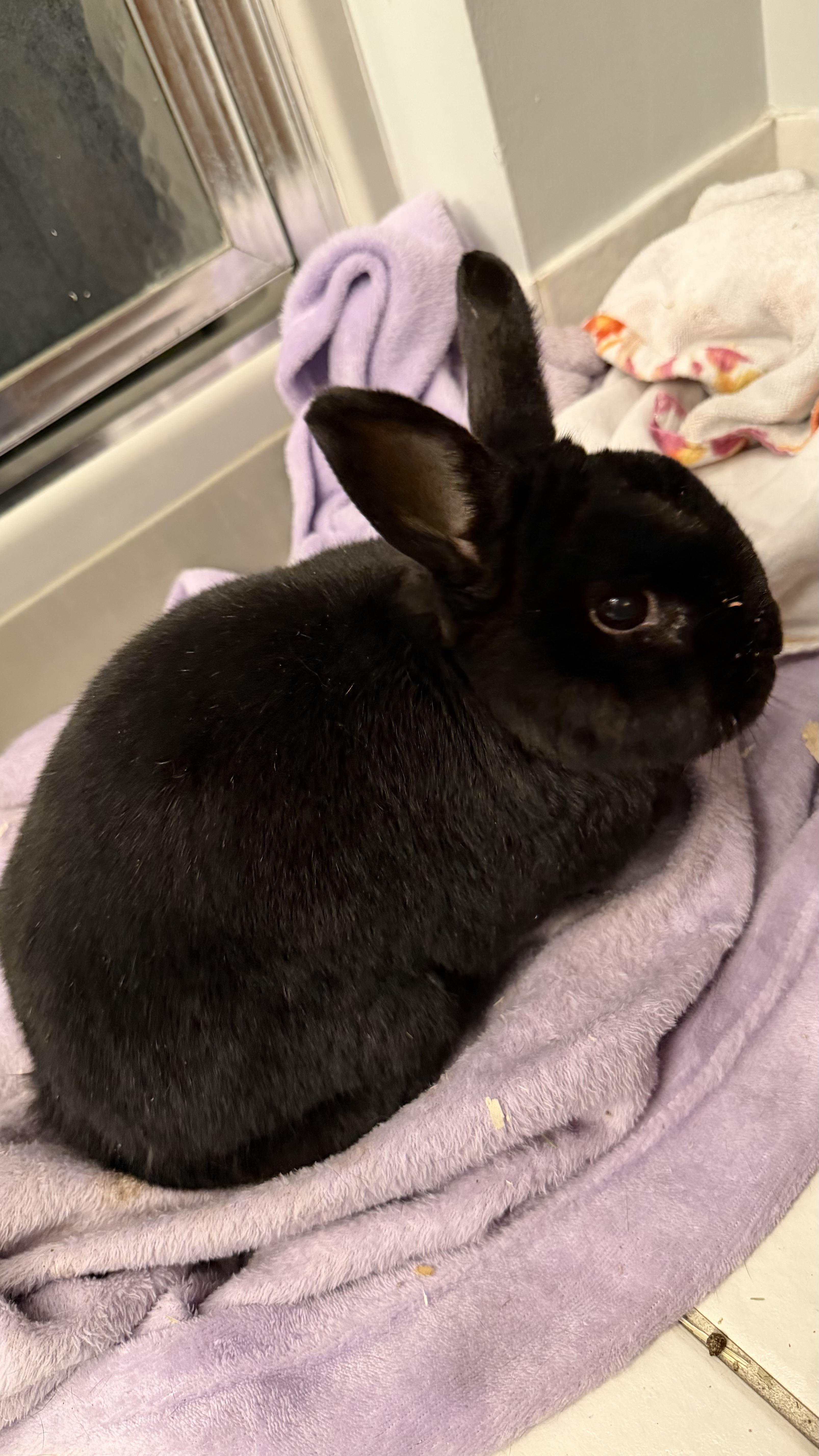 Enlarge Snap, a Adoptable Havana in ALBANY, NY image 5/5