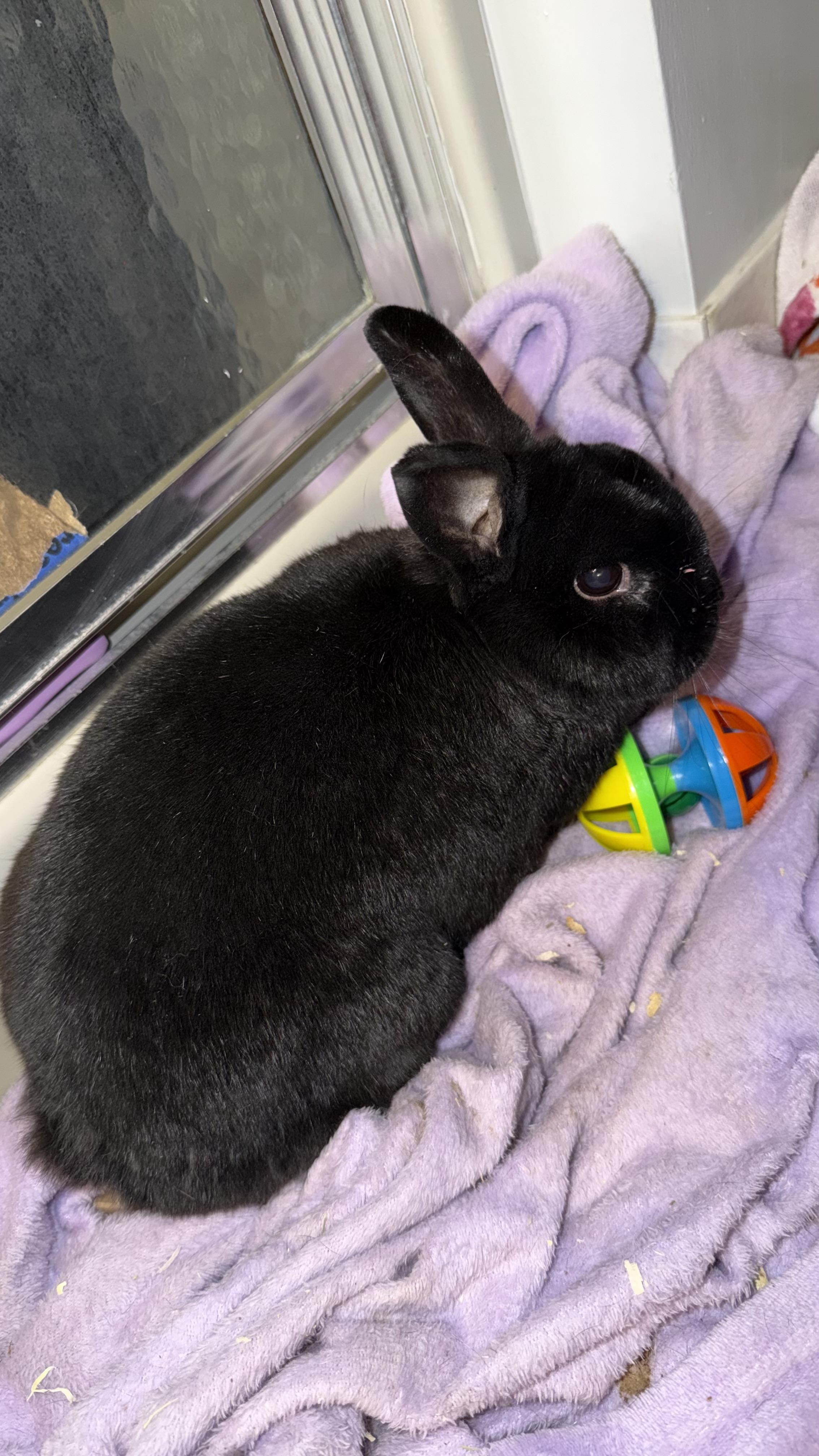 Enlarge Snap, a Adoptable Havana in ALBANY, NY image 4/5