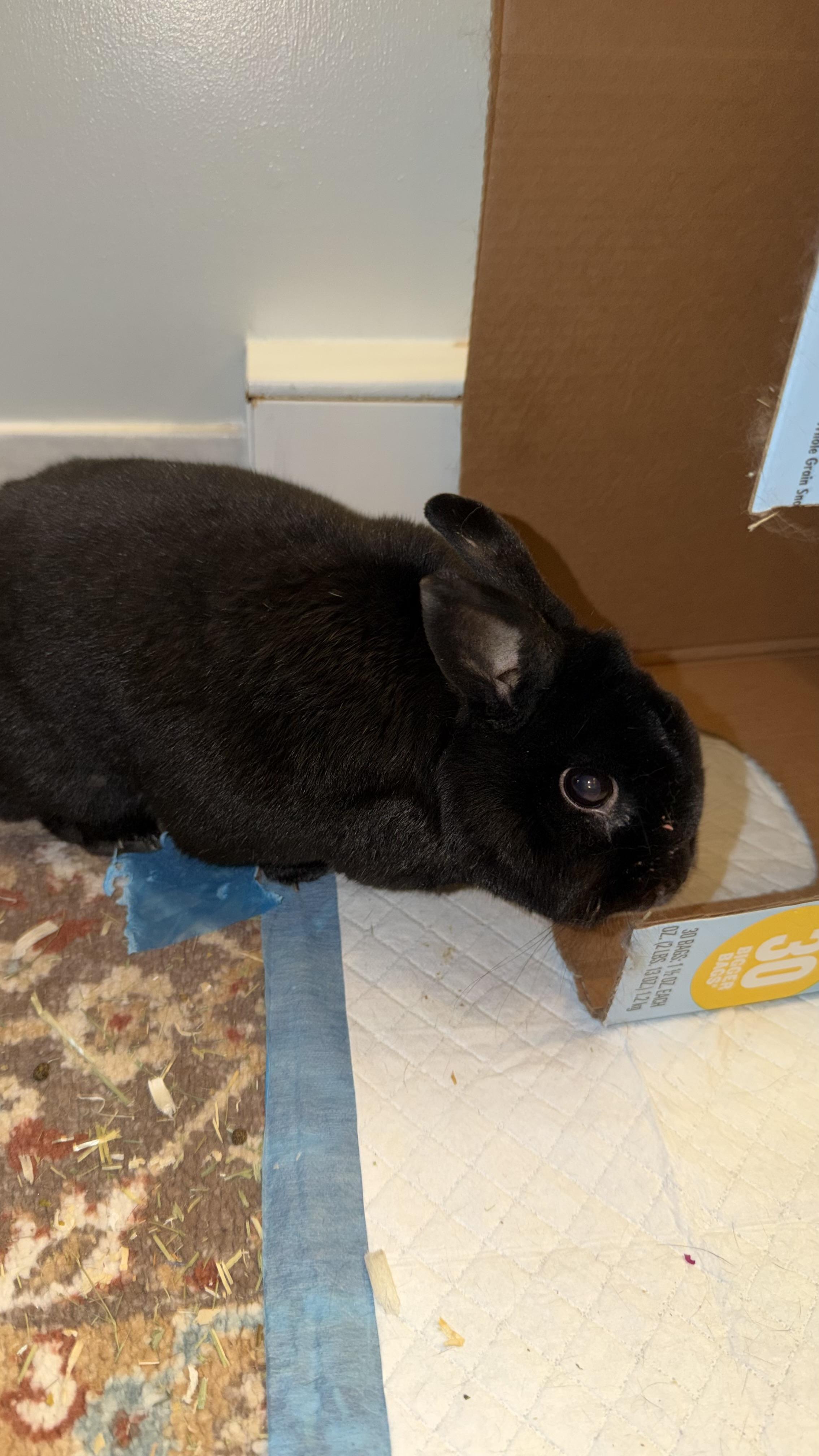 Enlarge Snap, a Adoptable Havana in ALBANY, NY image 2/5