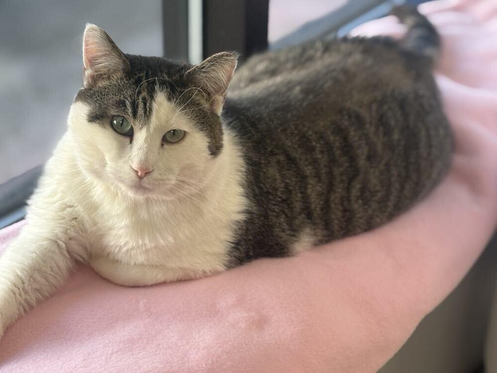 Chocolate, a Adoptable mixed breed in Plymouth, MN image 2/6