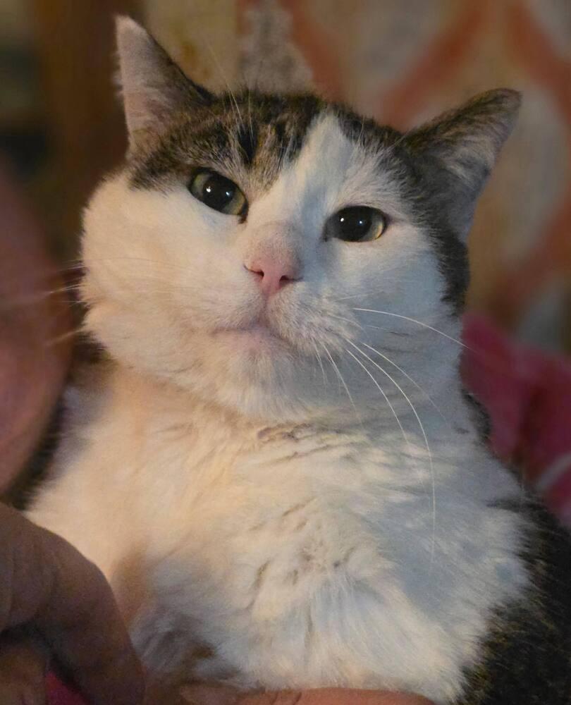 Chocolate, a Adoptable mixed breed in Plymouth, MN image 3/6