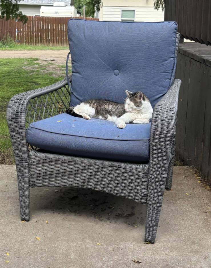 Chocolate, a Adoptable mixed breed in Plymouth, MN image 4/6