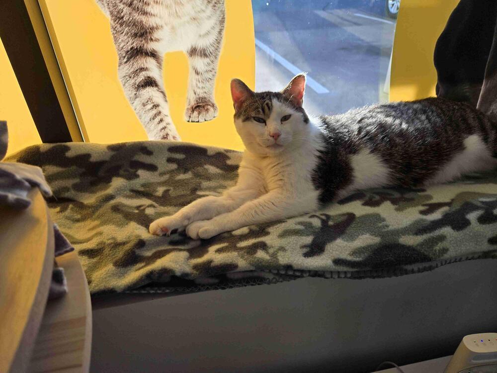 Enlarge Chocolate, a Adoptable mixed breed in Plymouth, MN image 5/6