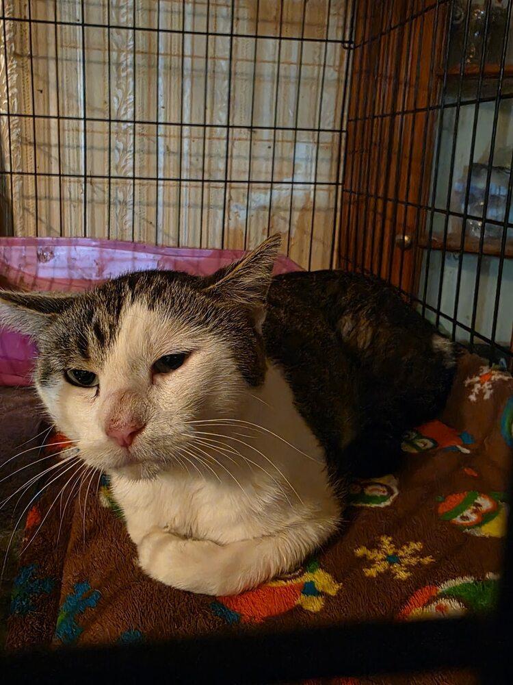 Chocolate, a Adoptable mixed breed in Plymouth, MN image 5/6