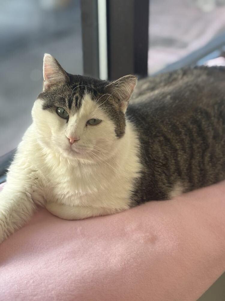 Chocolate, a Adoptable mixed breed in Plymouth, MN image 6/6