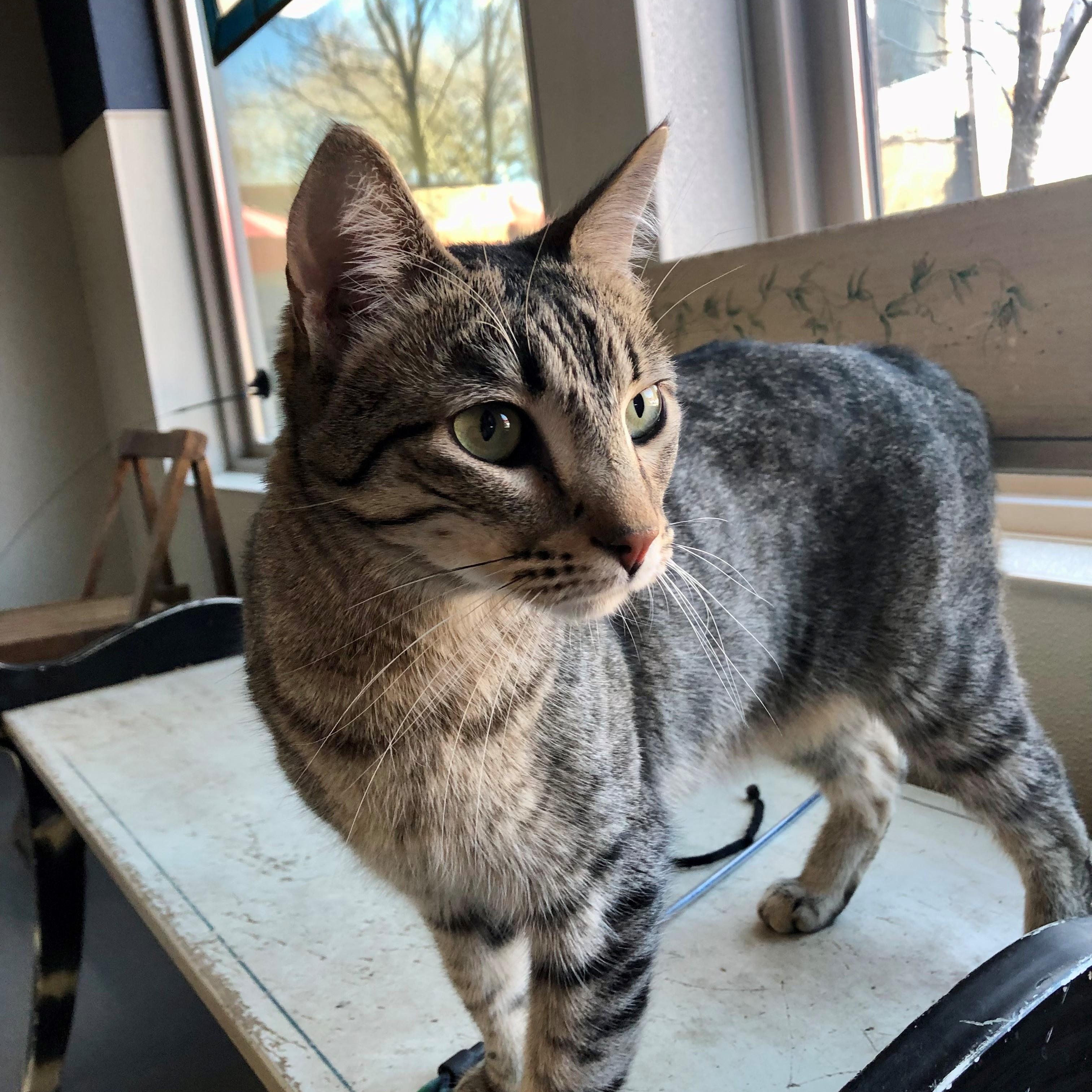 Abraham — thumbnail 3