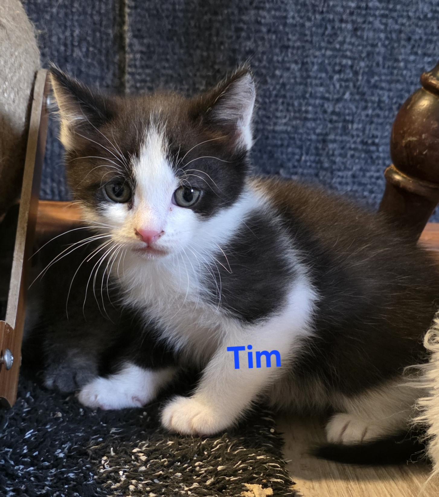 Tim, adopted, Kitten Male Domestic Short Hair.