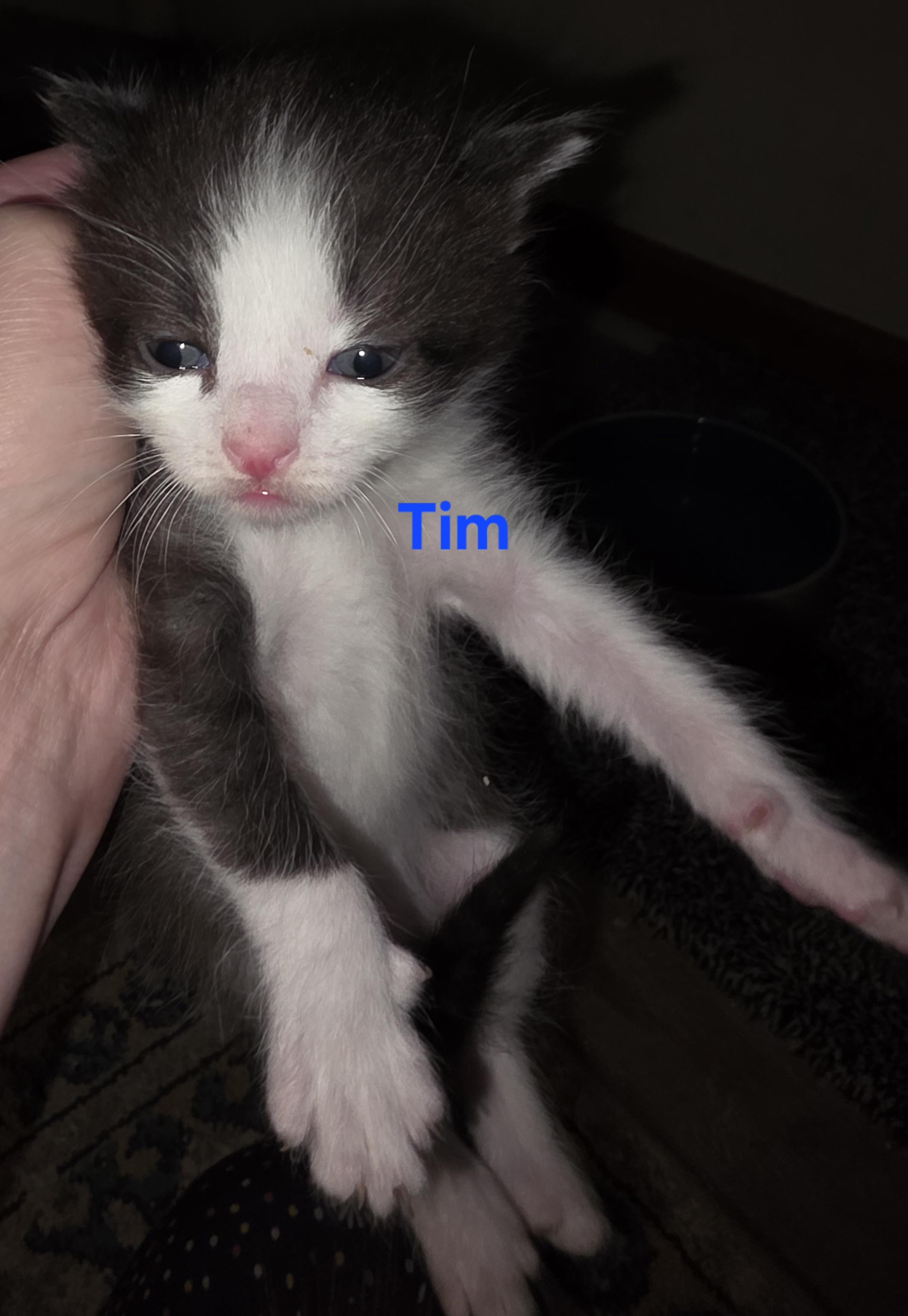 Tim, an adopted Domestic Short Hair in Jamesville, NY image 2/4