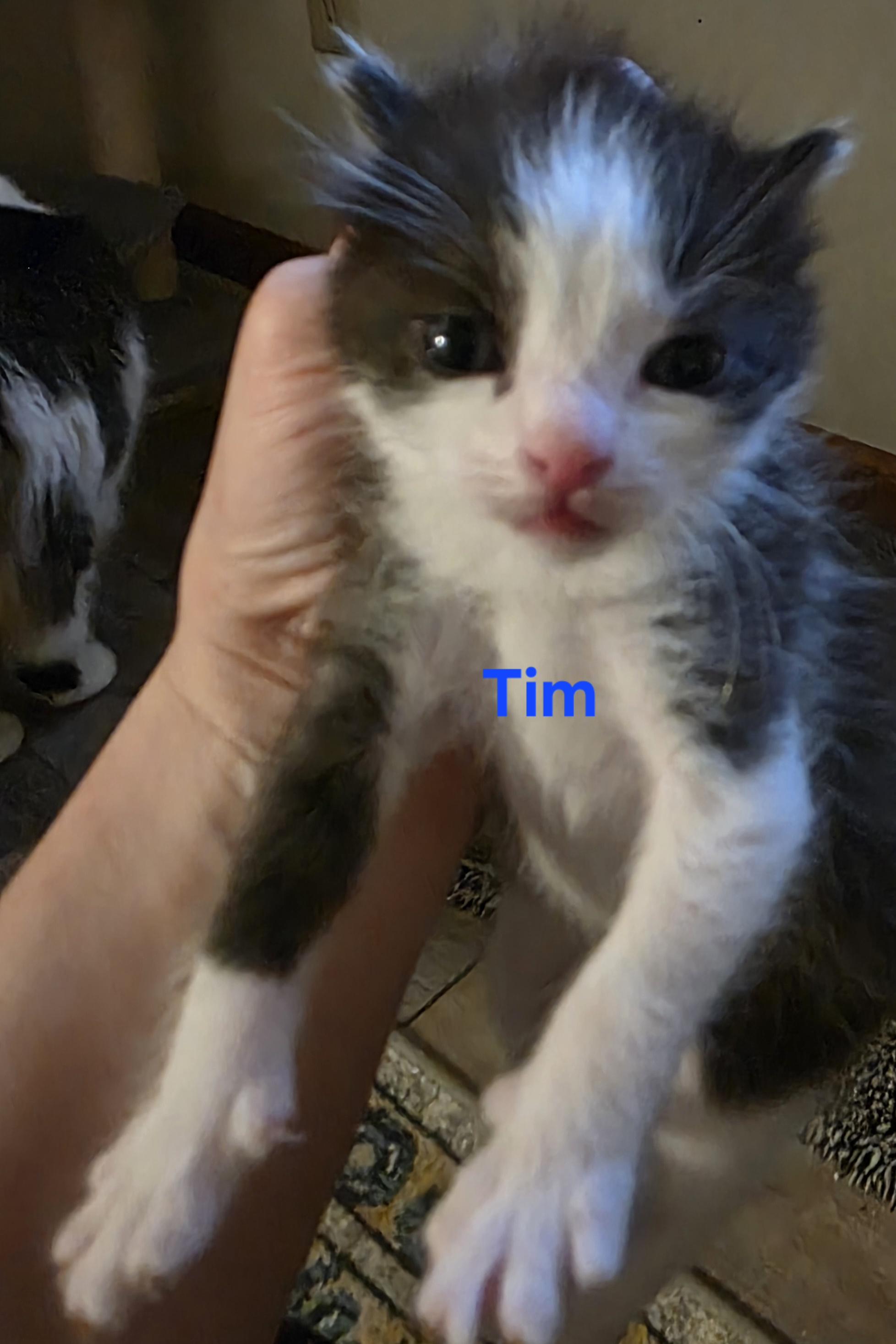 Tim, an adopted Domestic Short Hair in Jamesville, NY image 3/4