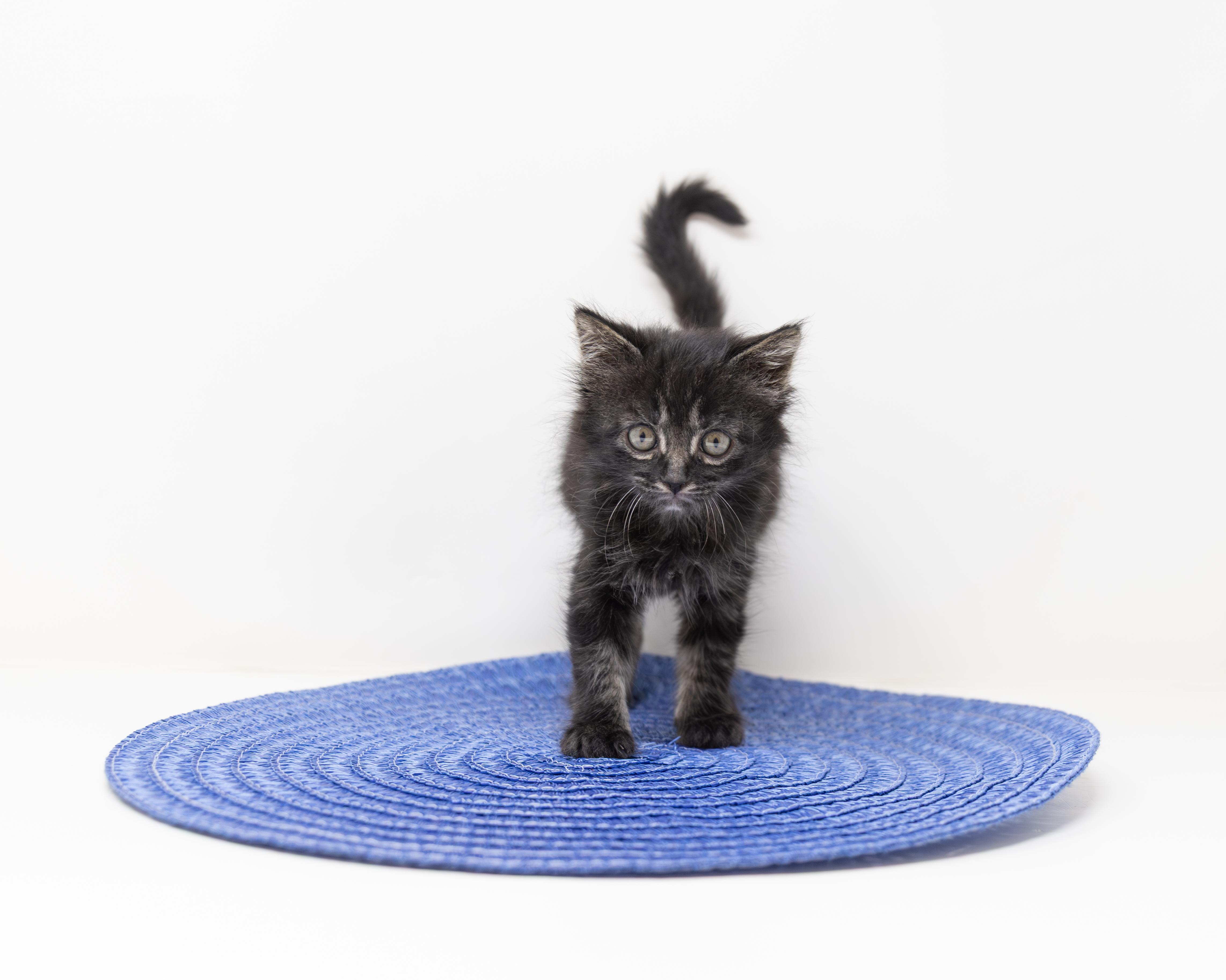 Enlarge Donatello, an adopted Tabby in Trophy Club, TX image 5/6