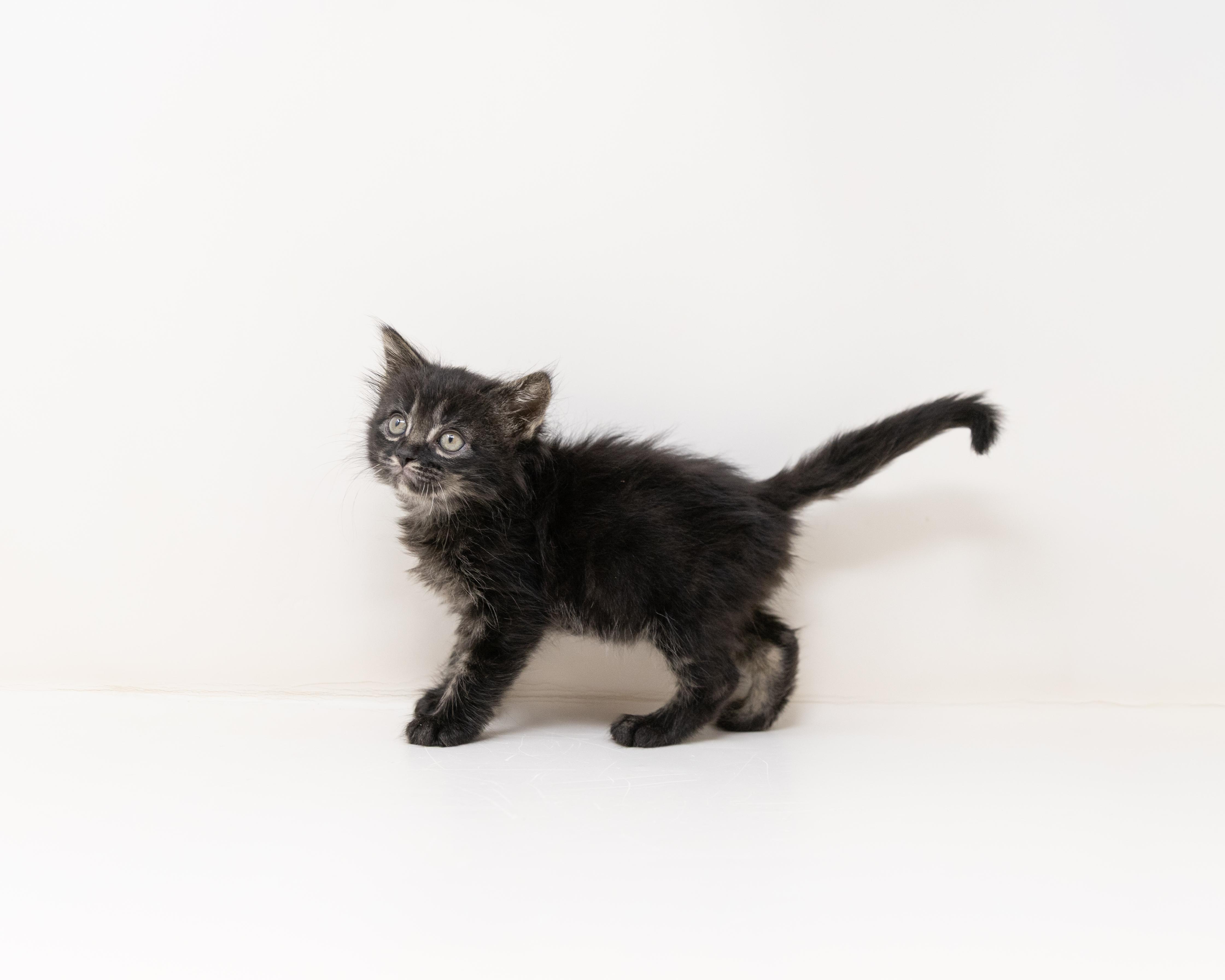 Enlarge Donatello, an adopted Tabby in Trophy Club, TX image 6/6