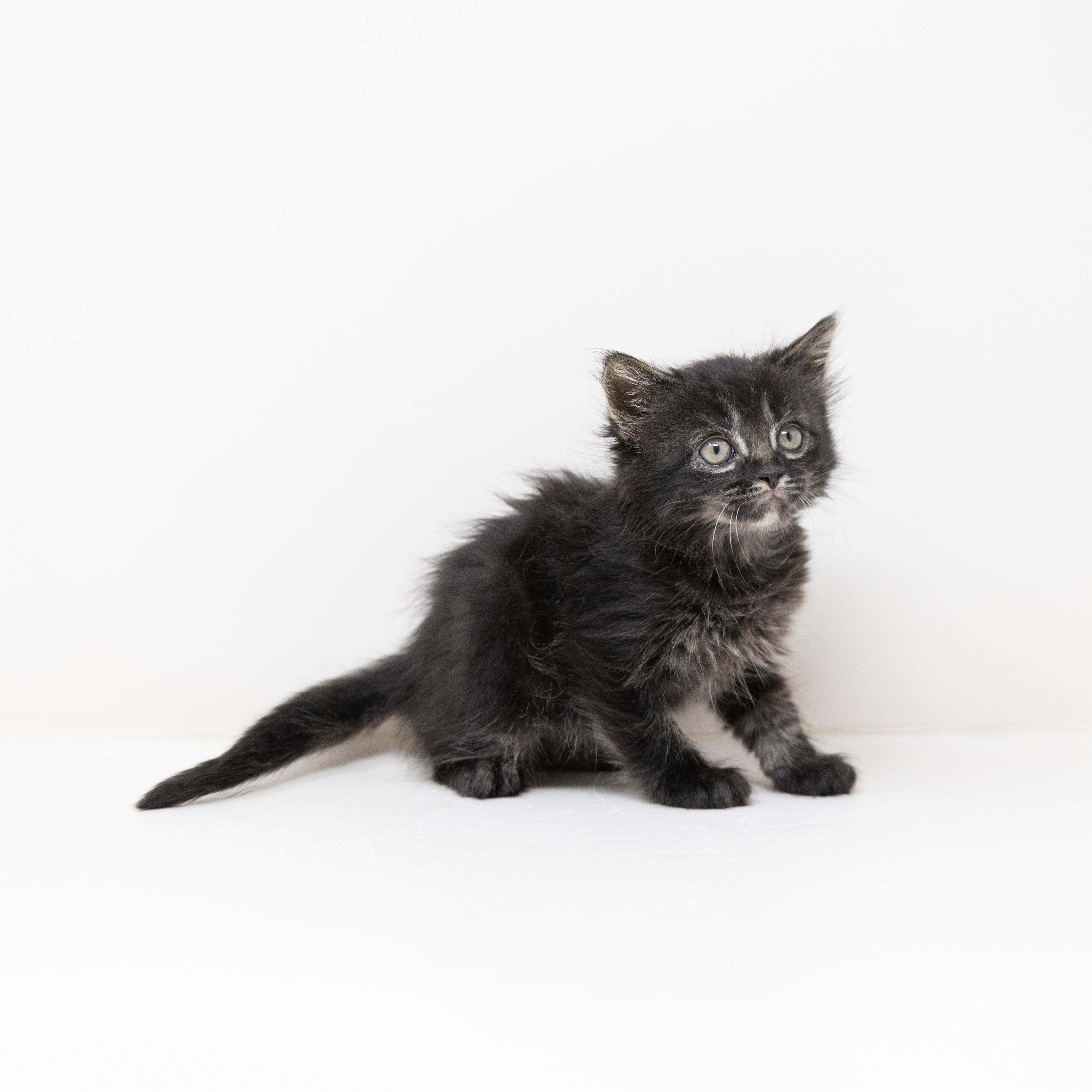 Enlarge Donatello, an adopted Tabby in Trophy Club, TX image 3/6