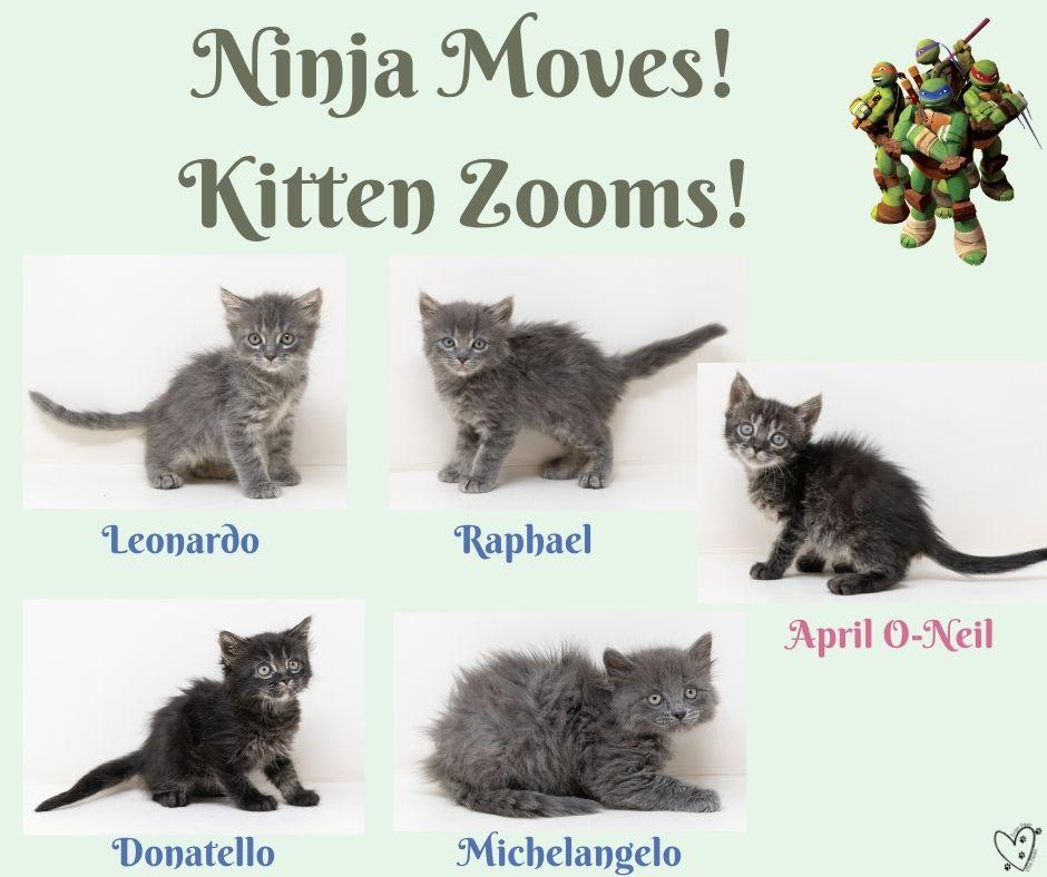 Enlarge Donatello, an adopted Tabby in Trophy Club, TX image 2/6