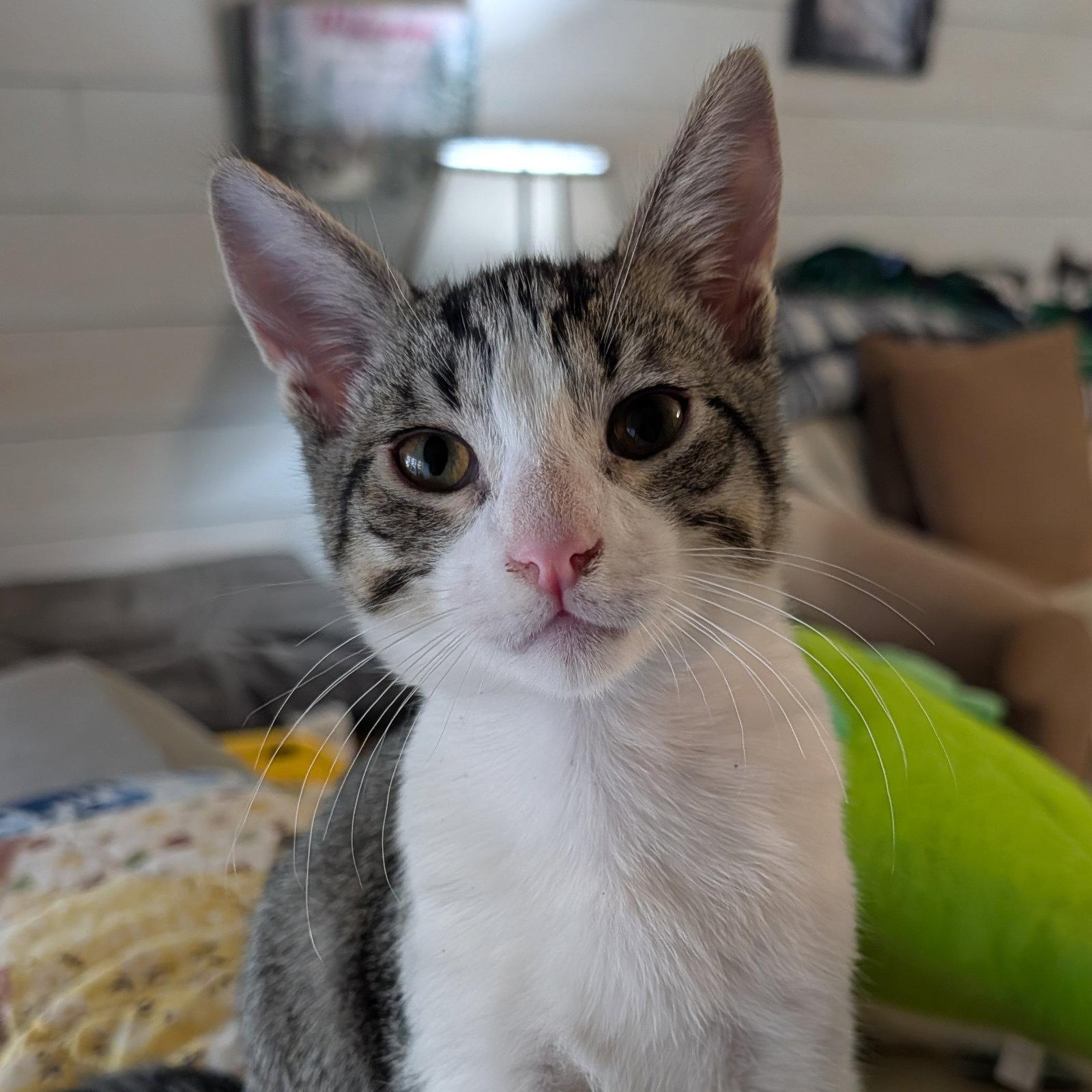 Decks, Adoptable, Kitten Male Domestic Short Hair.