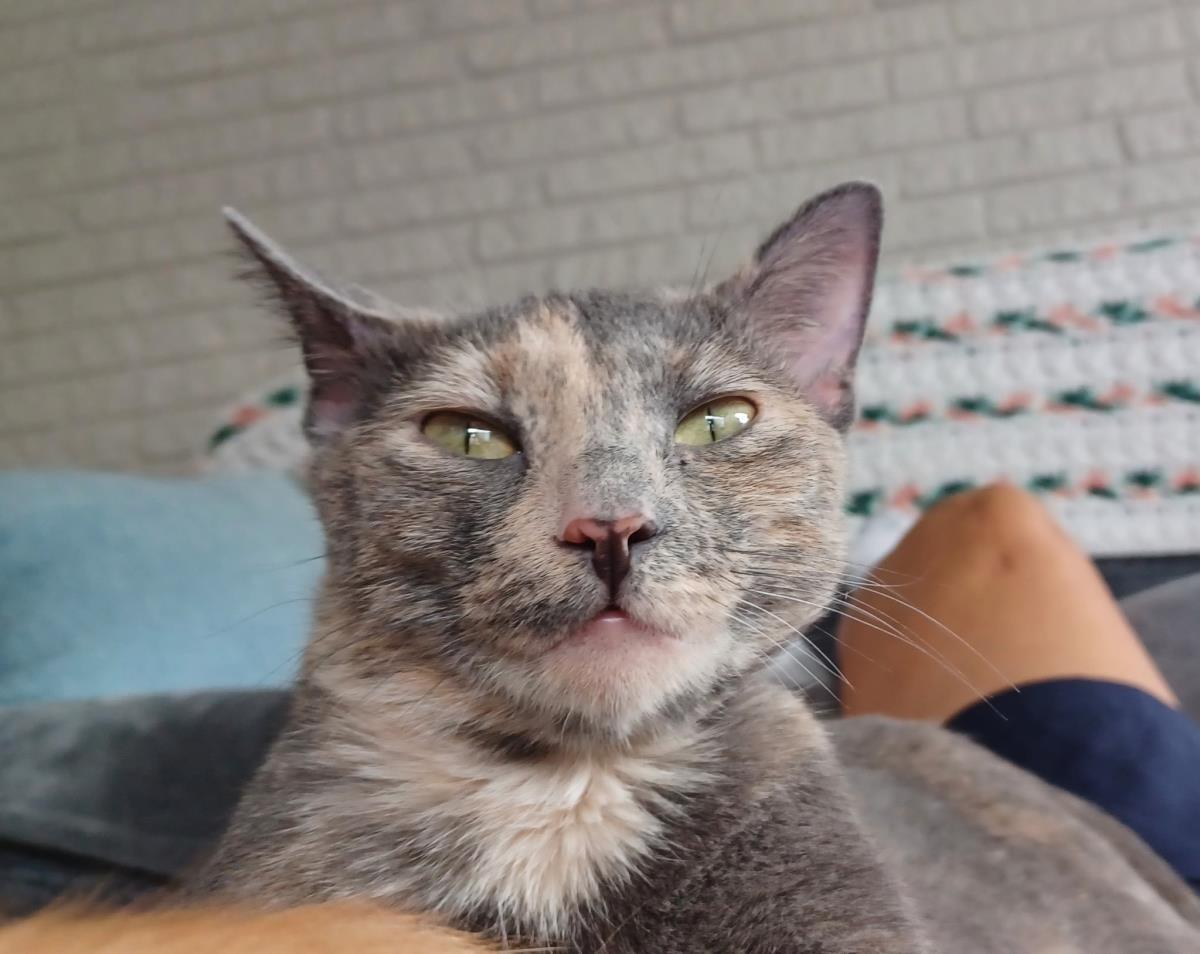 Enlarge Karol, a Adoptable mixed breed in Wyandotte, MI image 1/2