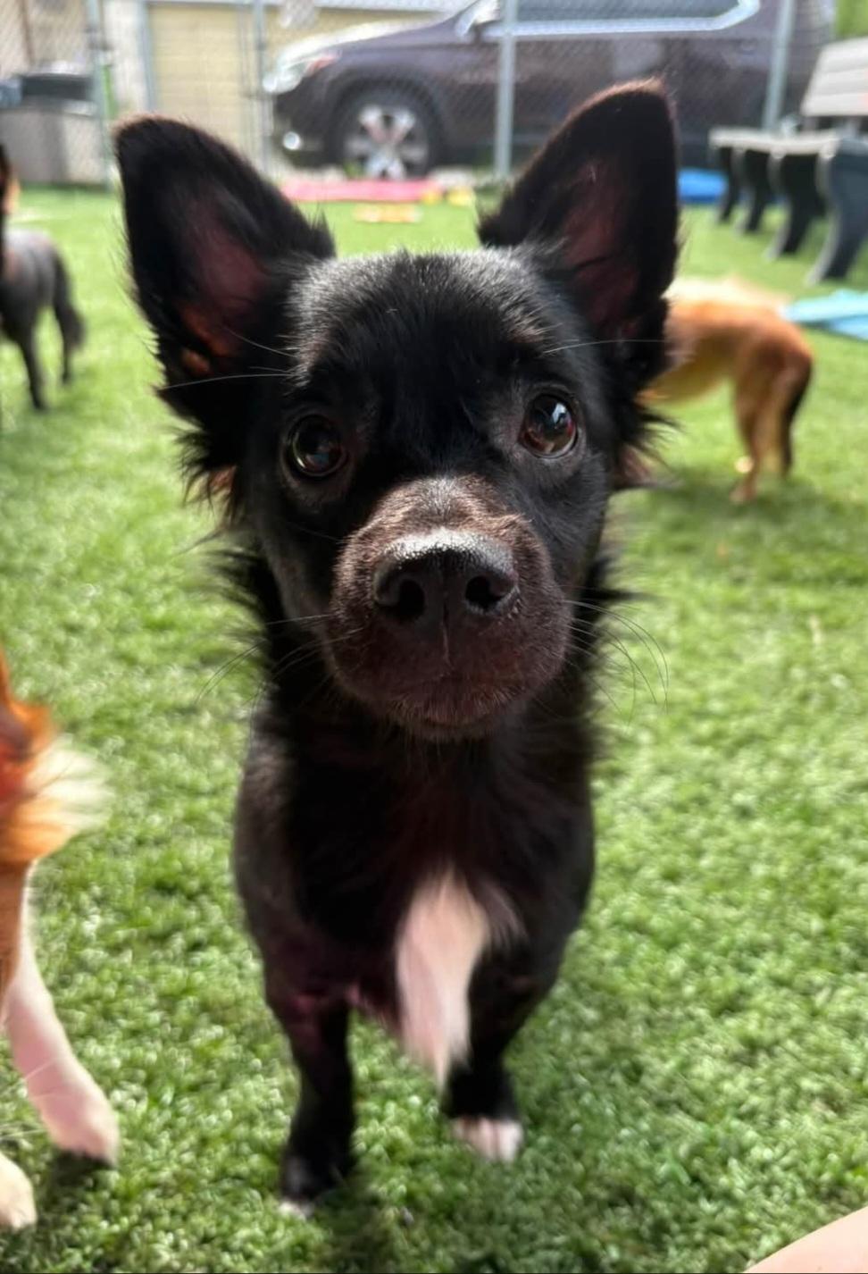 POE, ADOPTABLE, Puppy Male Chiweenie.