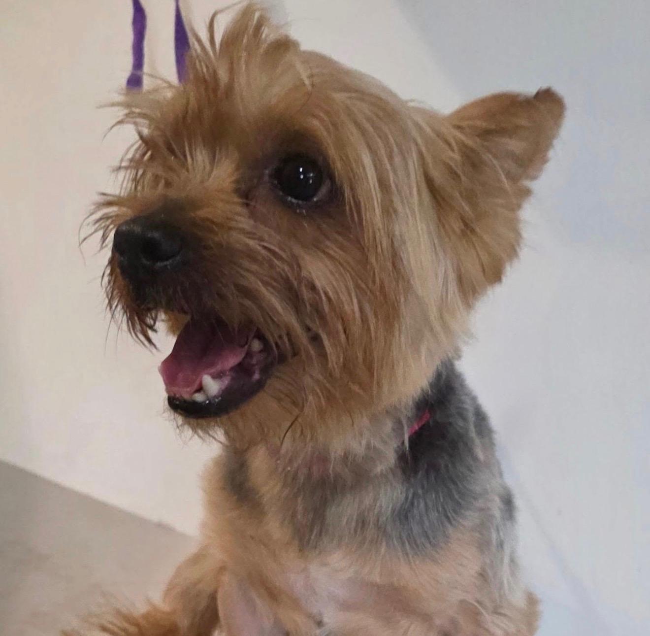 JEFE, an adopted mixed breed in New York, NY image 6/6