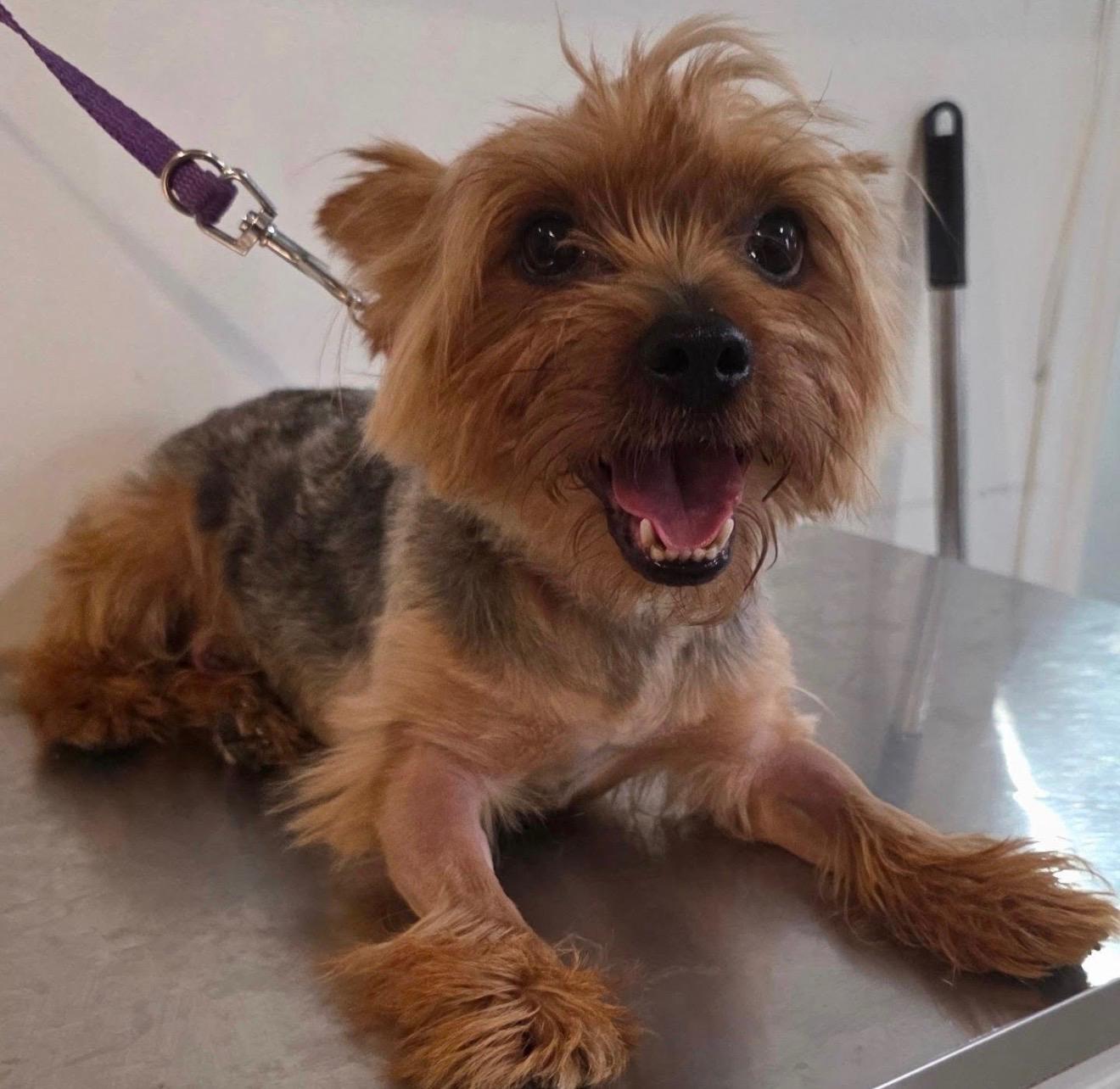 JEFE, adopted, Adult Male Yorkshire Terrier.
