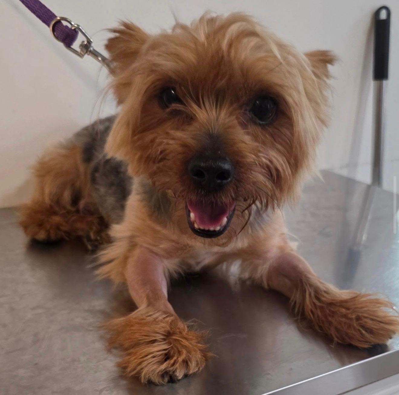 JEFE, an adopted mixed breed in New York, NY image 3/6