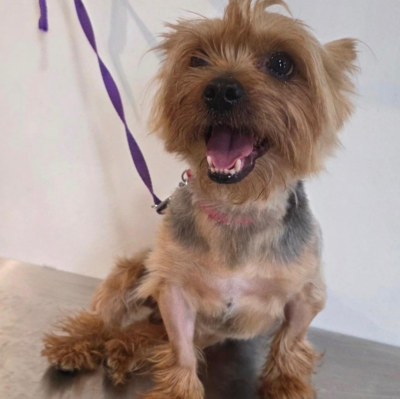 JEFE, an adopted mixed breed in New York, NY image 4/6