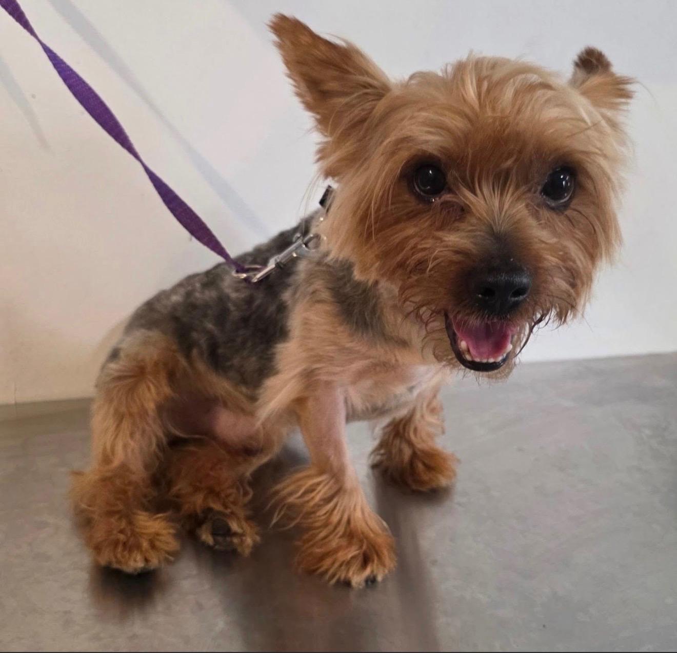 JEFE, an adopted mixed breed in New York, NY image 5/6