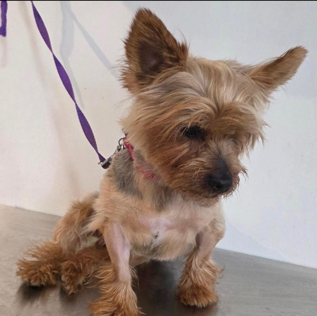 JEFE, an adopted mixed breed in New York, NY image 2/6