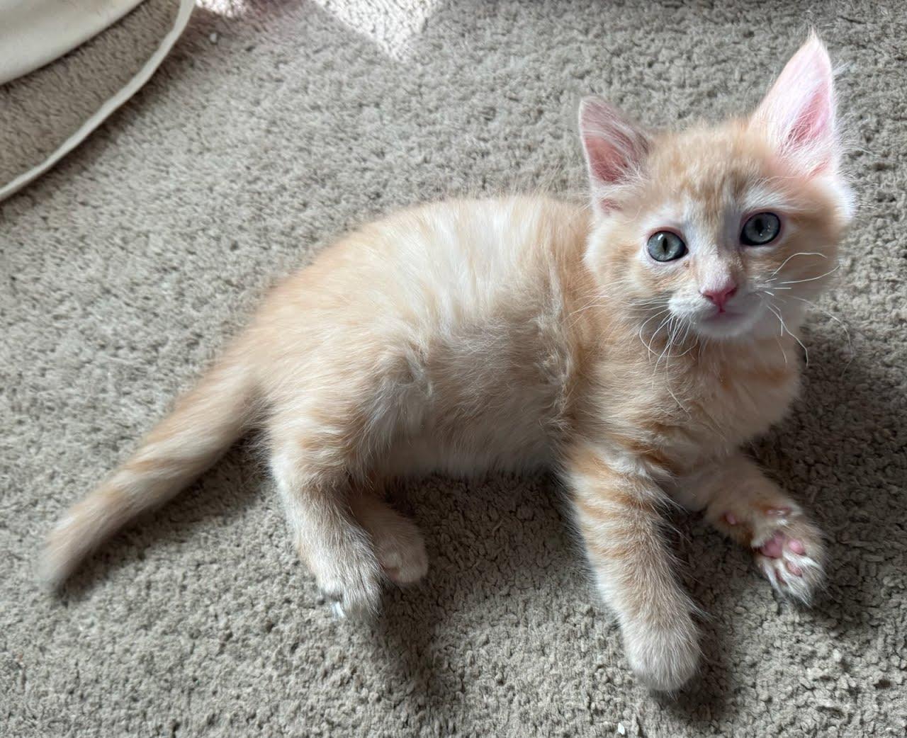 Pugsly, Adoptable, Young Male Domestic Medium Hair.