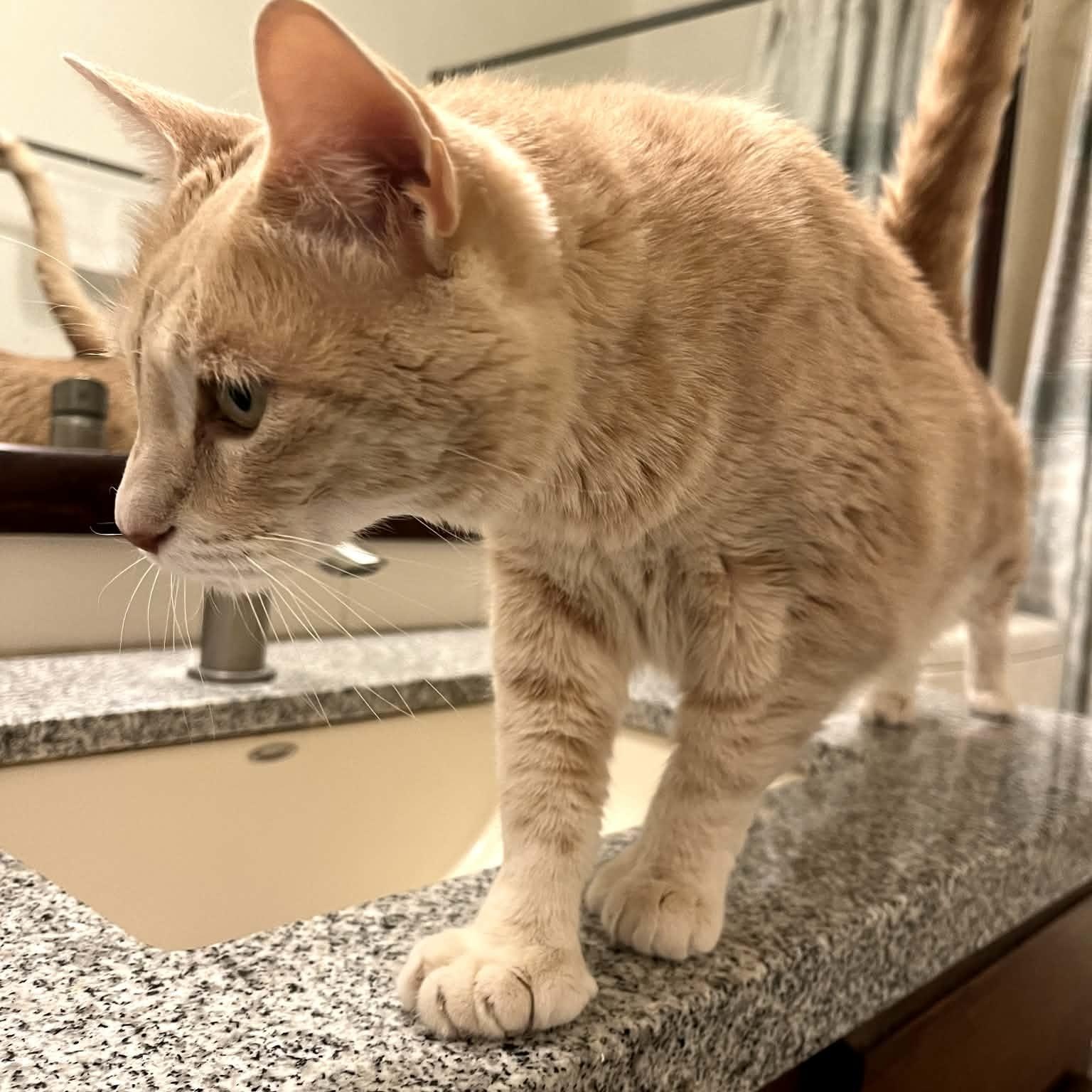 Enlarge Freya, a ADOPTABLE Domestic Short Hair in Chandler, AZ image 3/3