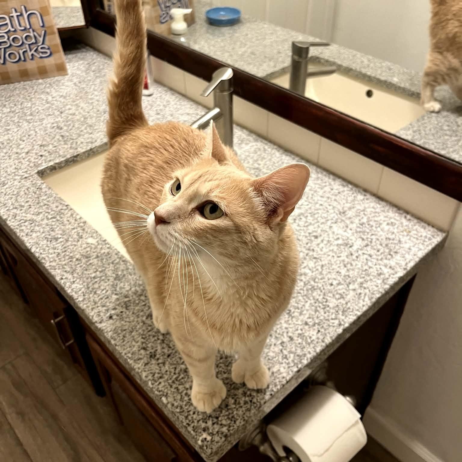 Enlarge Freya, a ADOPTABLE Domestic Short Hair in Chandler, AZ image 2/3