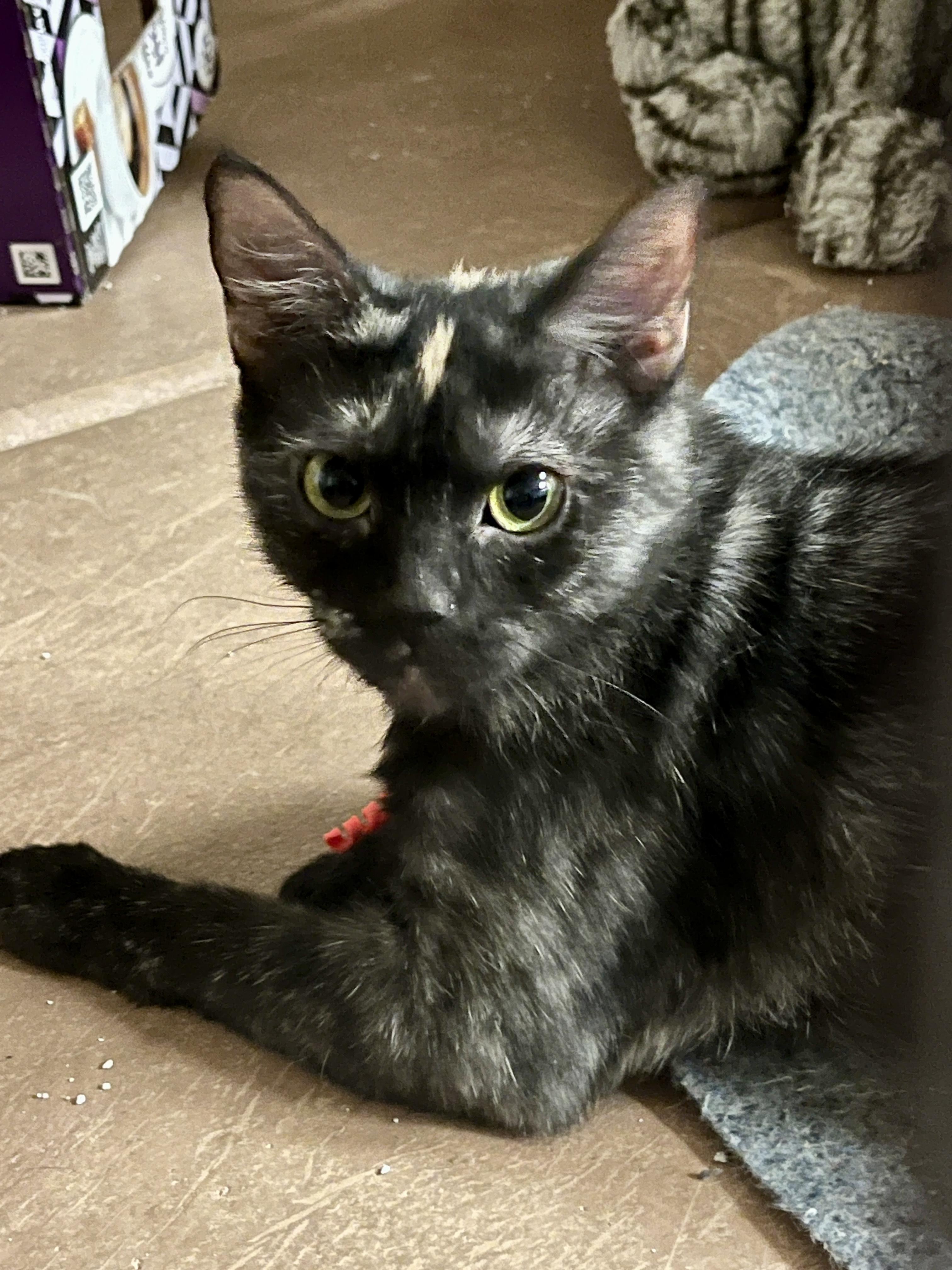 Padme Amidala, a Adoptable Tortoiseshell in Phoenix , AZ image 2/4