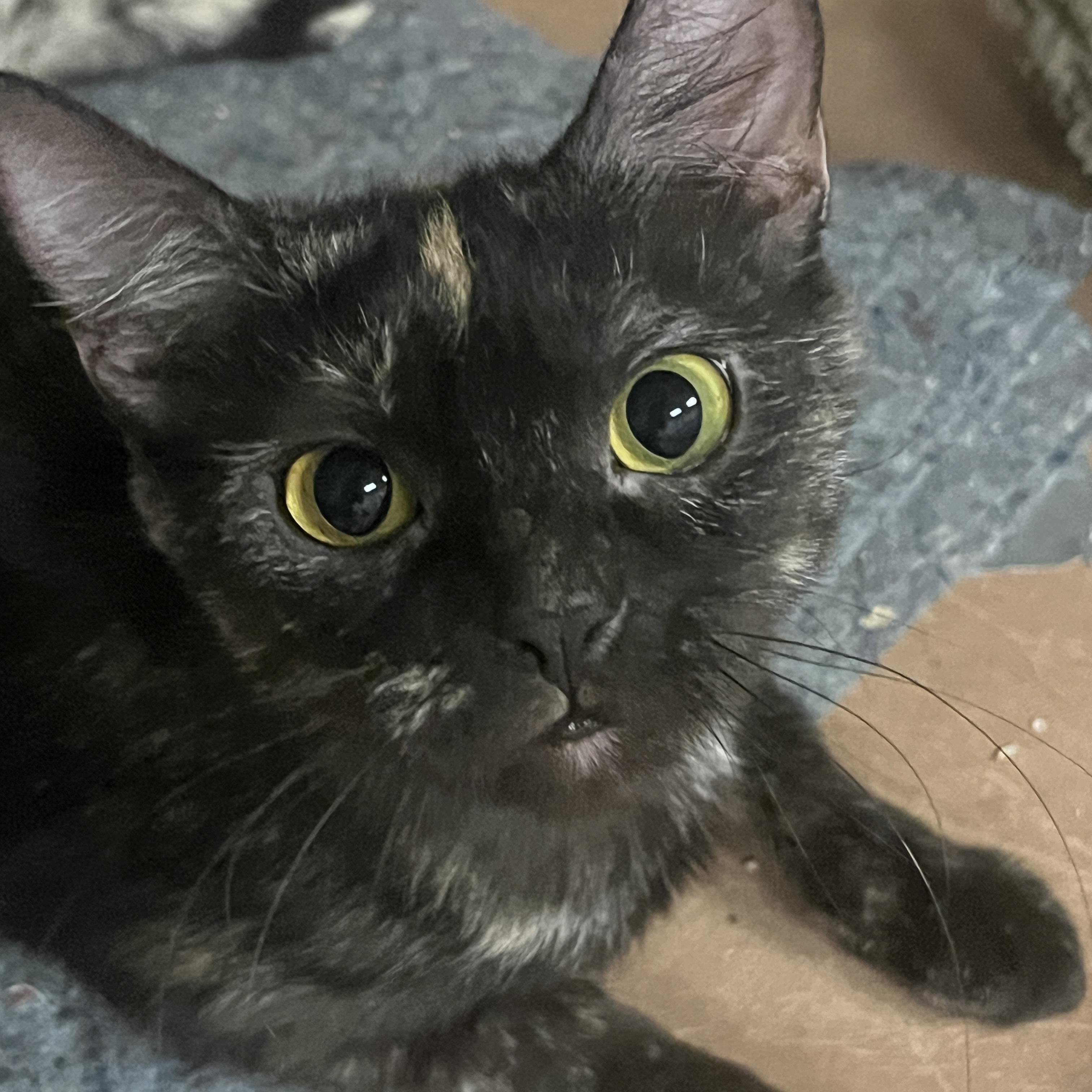 Padme Amidala, Adoptable, Adult Female Tortoiseshell.