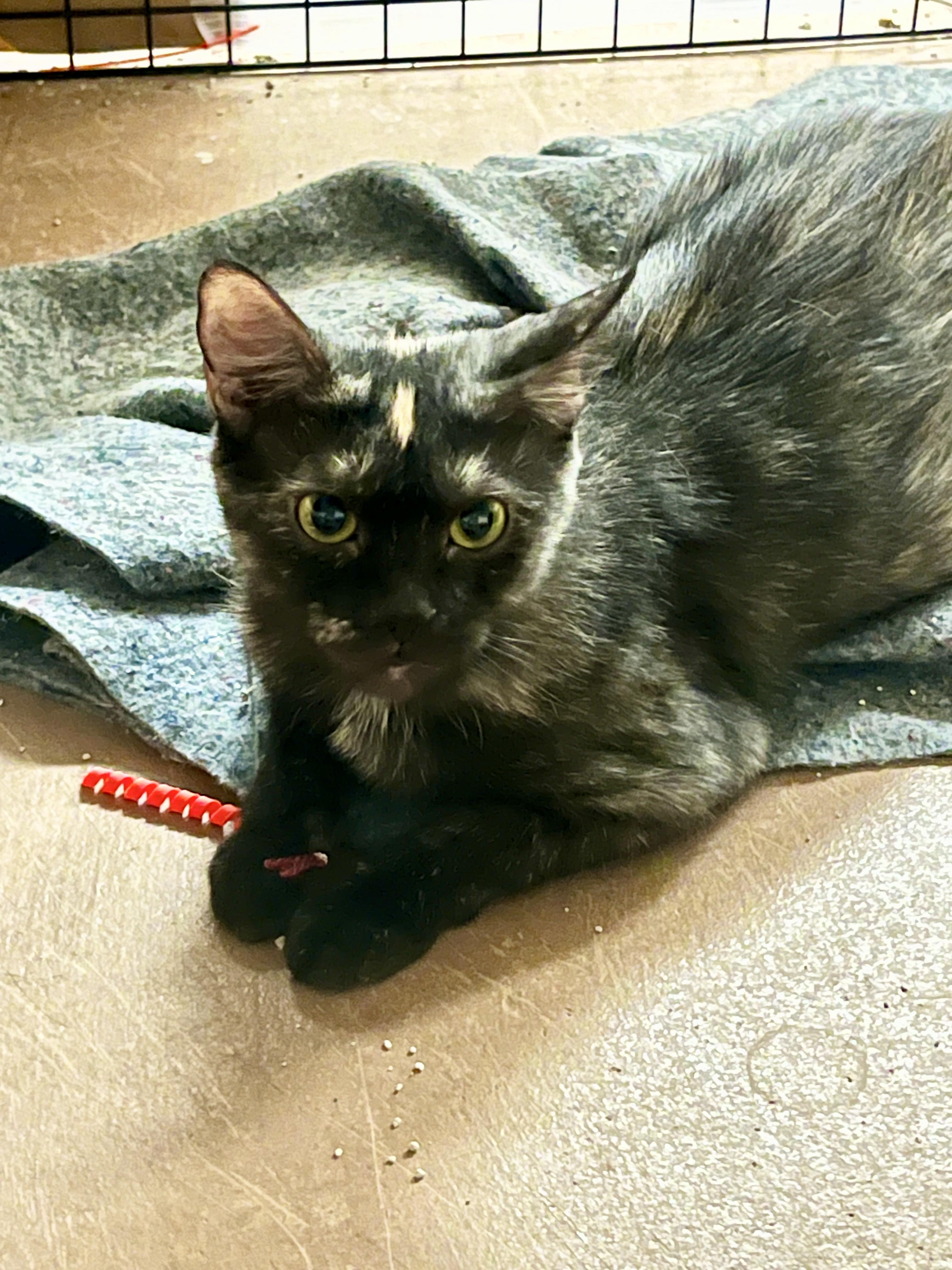 Padme Amidala, a Adoptable Tortoiseshell in Phoenix , AZ image 3/4