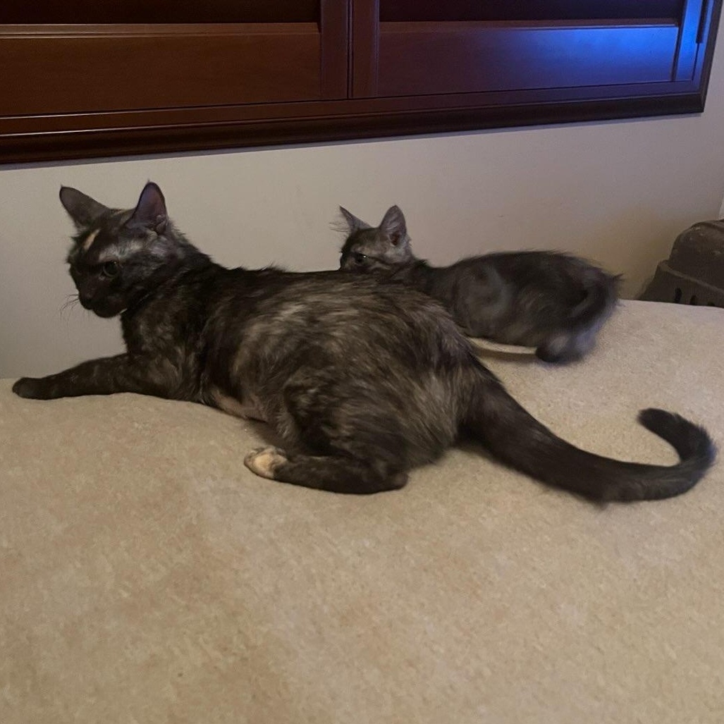 Padme Amidala, Adoptable, Adult Female Tortoiseshell.