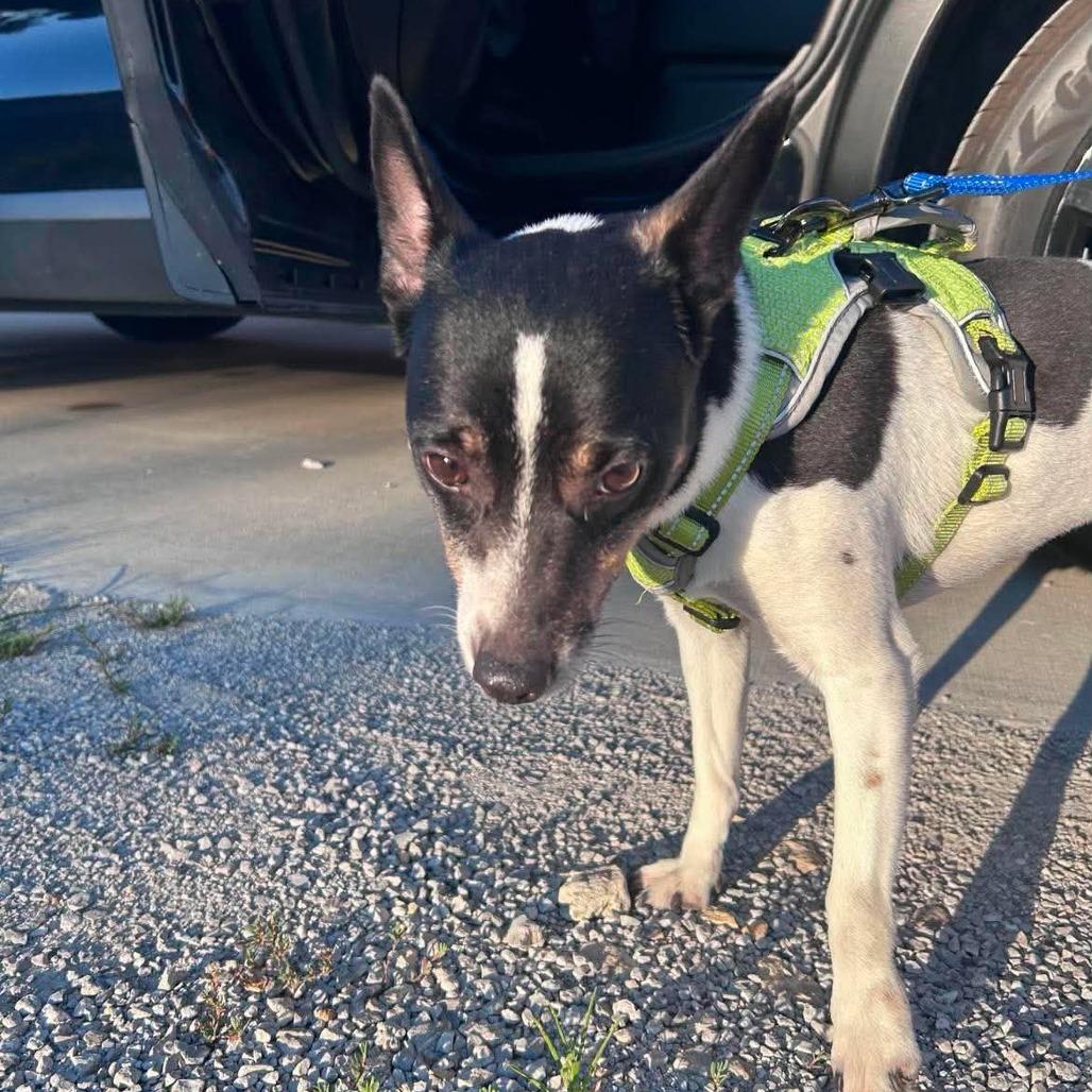 MiMi, a Adoptable Rat Terrier in Peculiar, MO image 3/6