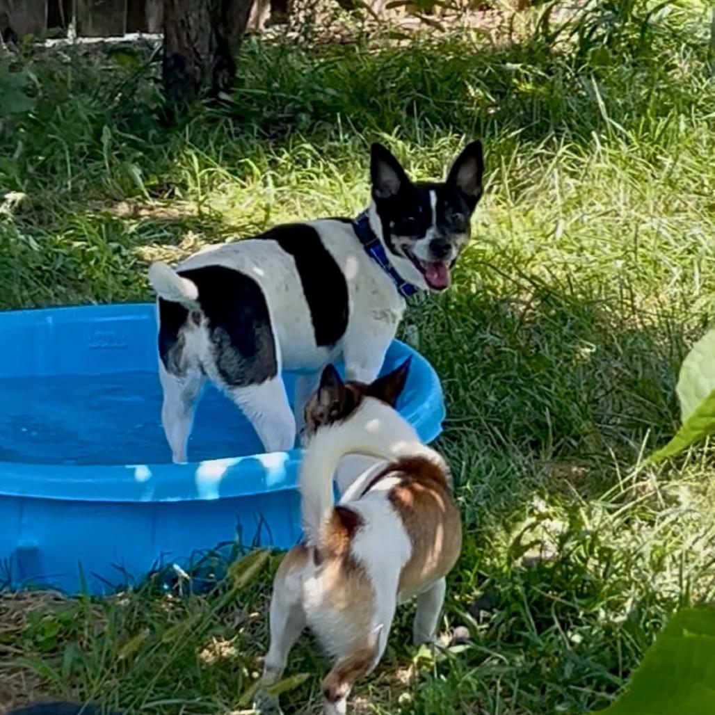 MiMi, a Adoptable Rat Terrier in Peculiar, MO image 1/6