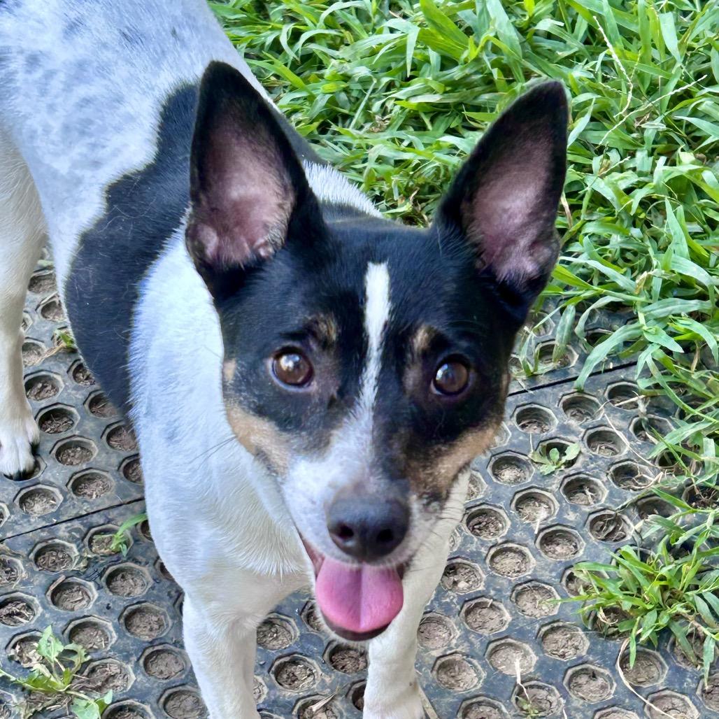 MiMi, a Adoptable Rat Terrier in Peculiar, MO image 2/6