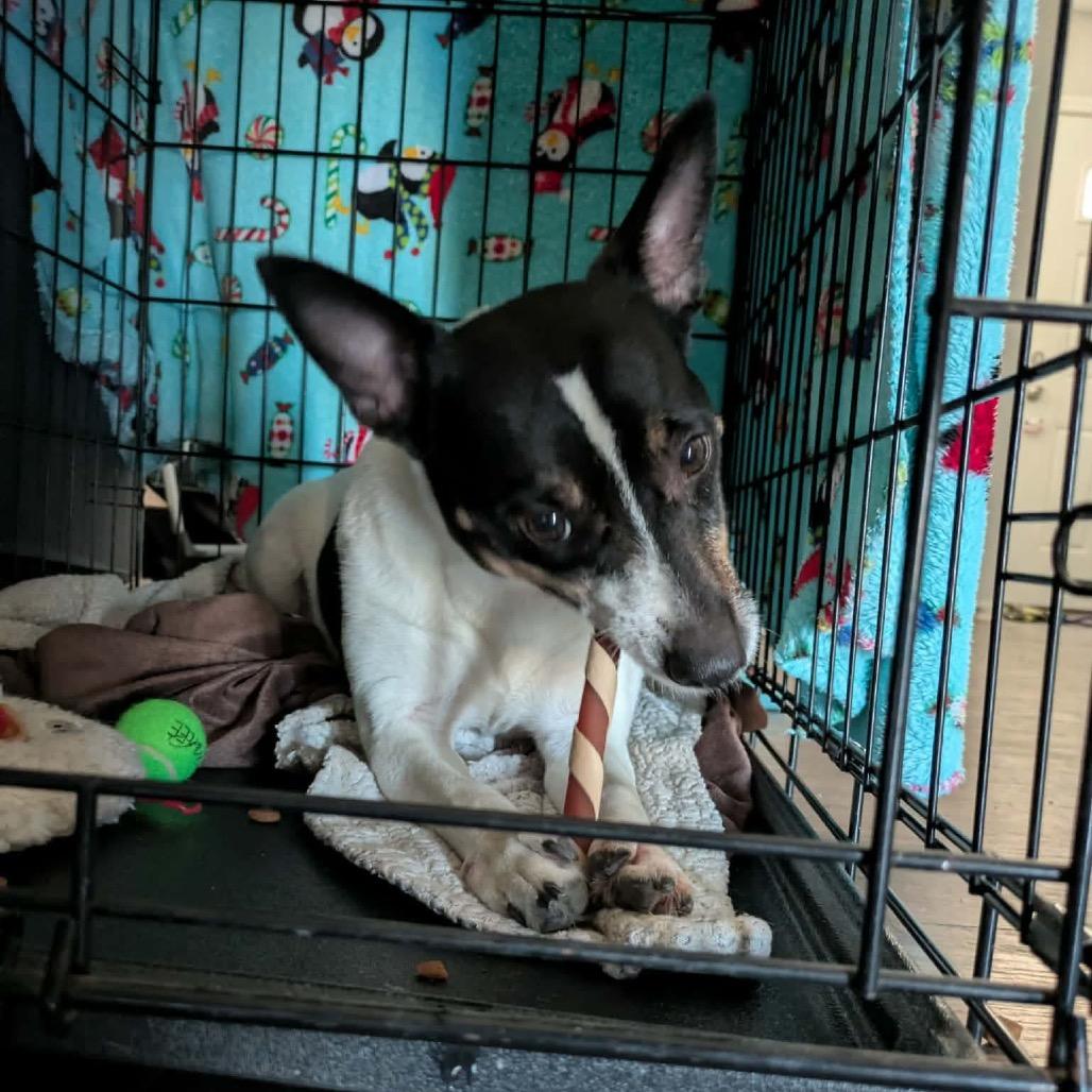 MiMi, a Adoptable Rat Terrier in Peculiar, MO image 4/6