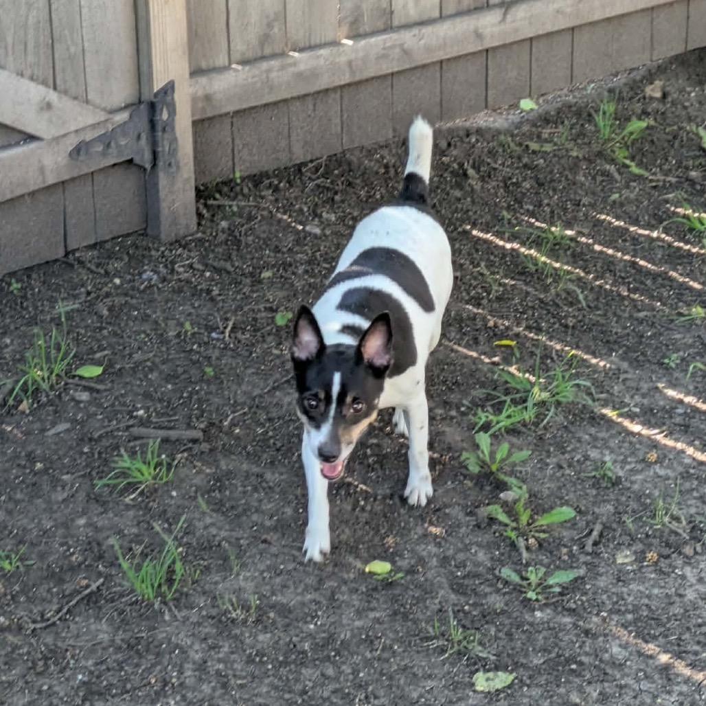 MiMi, a Adoptable Rat Terrier in Peculiar, MO image 5/6