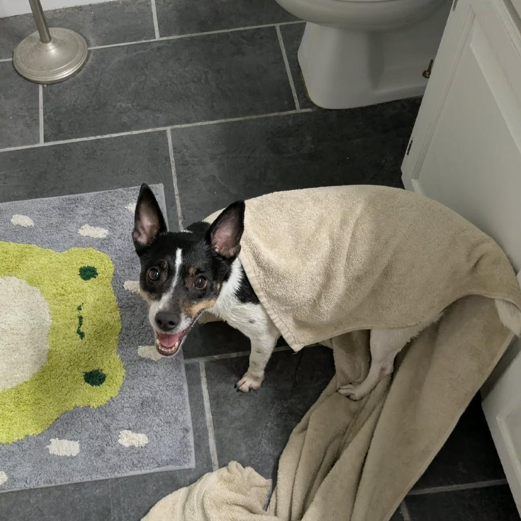MiMi, a Adoptable Rat Terrier in Peculiar, MO image 6/6