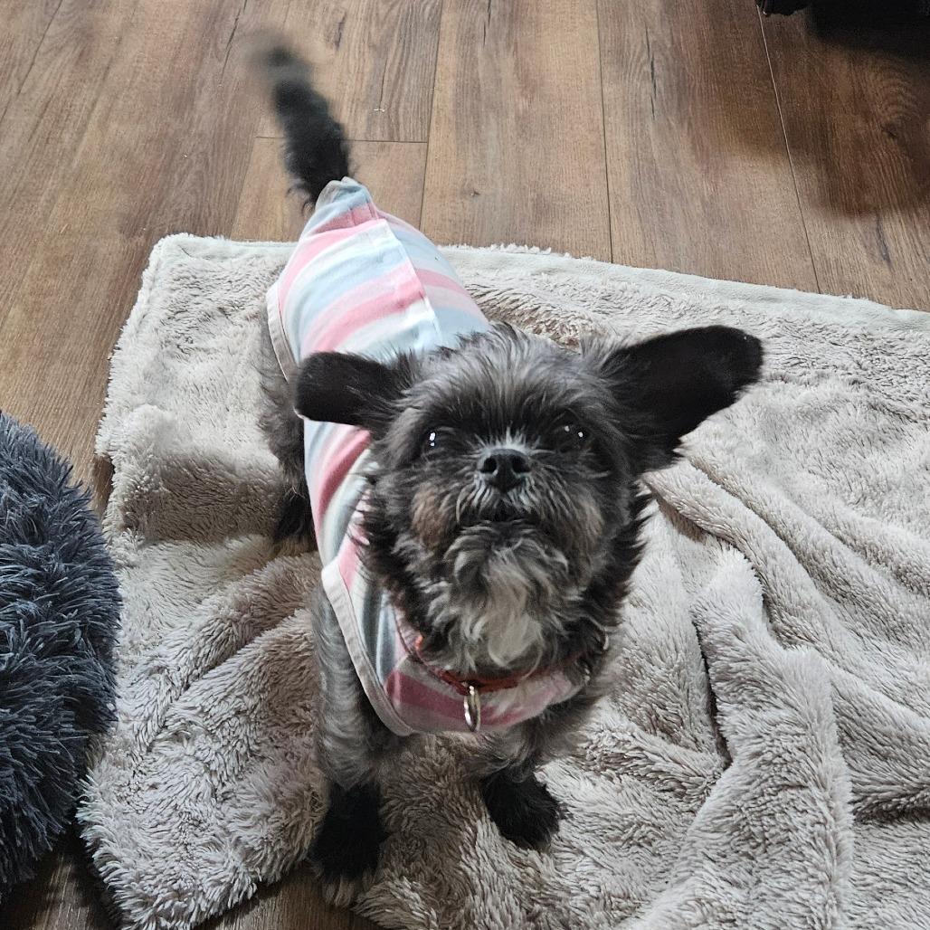 Ginny, Adoptable, Adult Female Shih Tzu & Yorkshire Terrier.