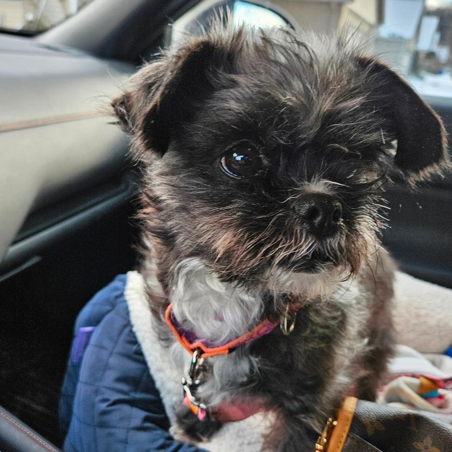 Ginny, a Adoptable mixed breed in Sinking Spring, PA image 2/4