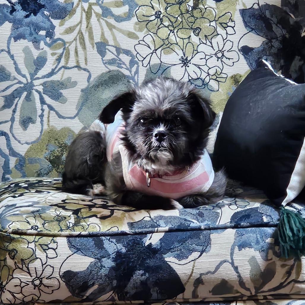 Ginny, a Adoptable mixed breed in Sinking Spring, PA image 3/4