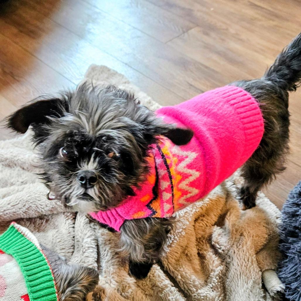 Ginny, a Adoptable mixed breed in Sinking Spring, PA image 4/4