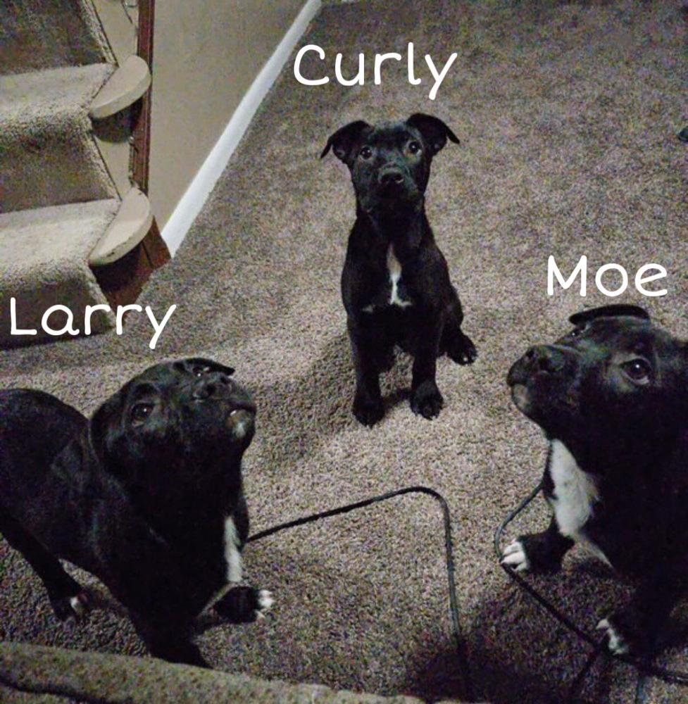 Moe, Adoptable, Young Male Labrador Retriever & Shepherd.