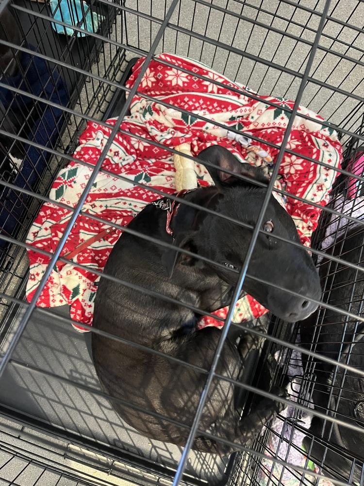 Enlarge Moe, a Adoptable mixed breed in Deerfield, MI image 2/5