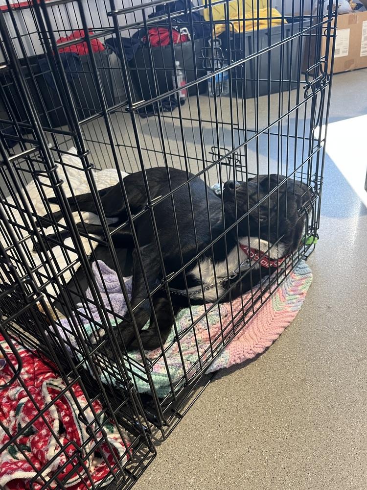 Enlarge Moe, a Adoptable mixed breed in Deerfield, MI image 5/5
