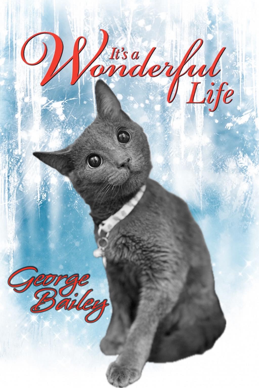 George Bailey, Adoptable, Young Male Domestic Short Hair.