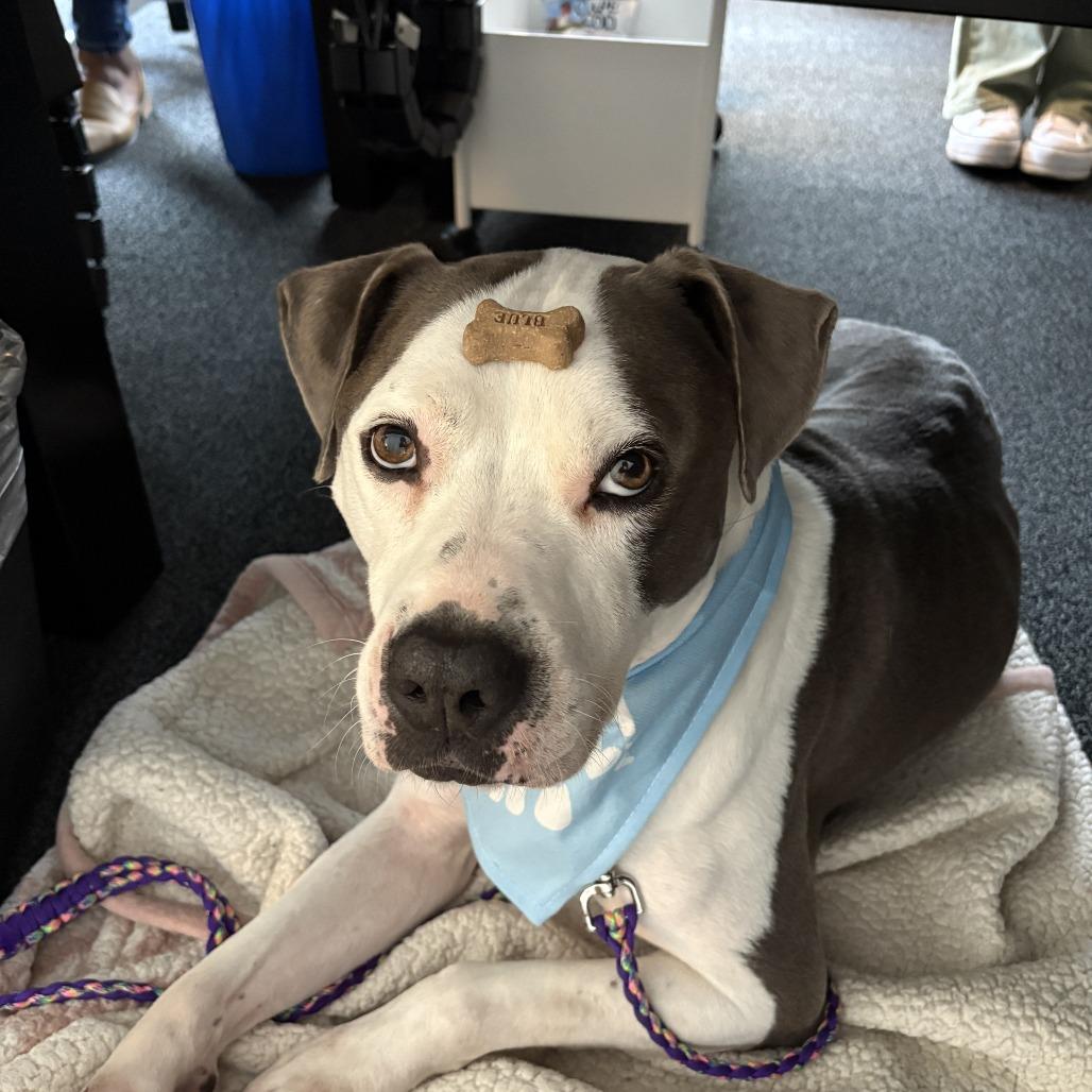 Enlarge Jake, a Adoptable mixed breed in Austin, TX image 1/6