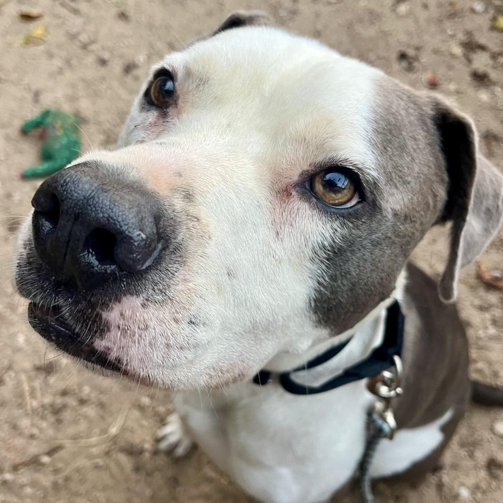 Enlarge Jake, a Adoptable mixed breed in Austin, TX image 2/6